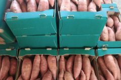 thumbs_IMG-20211107-WA0038