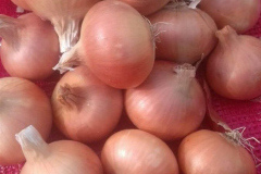 thumbs_IMG-20211107-WA0039