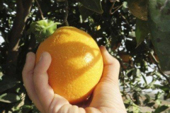 thumbs_IMG-20211107-WA0043