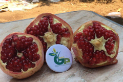 thumbs_IMG-20211107-WA0044