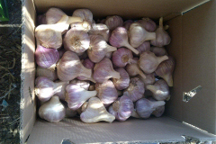 thumbs_IMG-20211107-WA0046