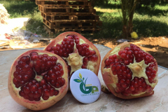 thumbs_IMG-20211107-WA0047