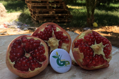 thumbs_IMG-20211107-WA0051