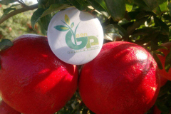 thumbs_IMG-20211107-WA0052