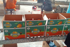 thumbs_IMG-20211107-WA0053