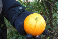 thumbs_IMG-20211107-WA0068