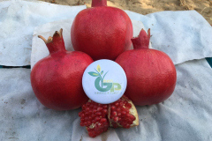 thumbs_IMG-20211107-WA0073