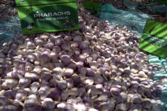 thumbs_IMG-20211107-WA0074