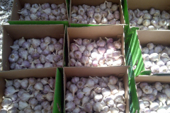 thumbs_IMG-20211107-WA0076