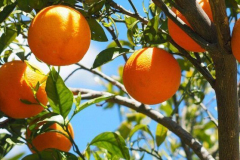 thumbs_IMG-20211107-WA0081