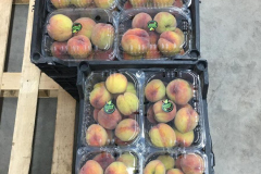 thumbs_IMG-20211107-WA0101