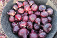 thumbs_IMG-20211107-WA0116