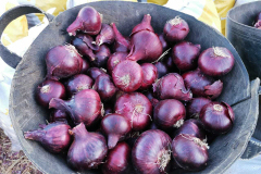 thumbs_IMG-20211107-WA0119