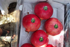 thumbs_IMG-20211107-WA0122