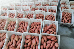 thumbs_IMG-20211107-WA0129