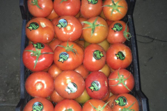 thumbs_IMG-20211107-WA0131