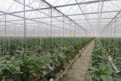 thumbs_IMG-20211107-WA0132