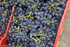 thumbs_WhatsApp-Image-2023-10-03-at-11.38.43-AM