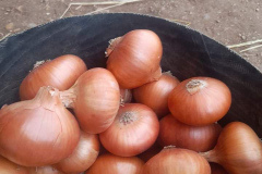 thumbs_WhatsApp-Image-2023-10-03-at-11.38.53-AM-2