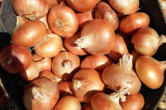 thumbs_WhatsApp-Image-2023-10-03-at-11.38.53-AM