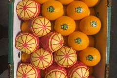 thumbs_WhatsApp-Image-2023-10-03-at-11.38.55-AM-2