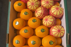 thumbs_WhatsApp-Image-2023-10-03-at-11.38.55-AM-4