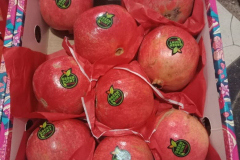 thumbs_WhatsApp-Image-2023-10-15-at-1.15.18-PM-1