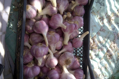 IMG-20211107-WA0009